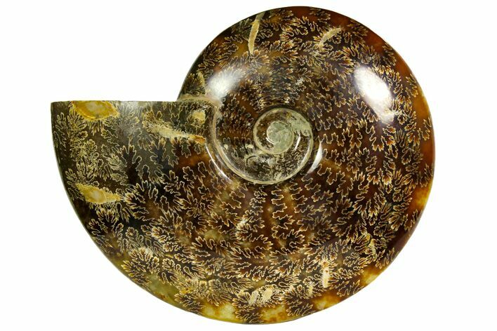 Polished, Agatized Ammonite (Cleoniceras) - Madagascar #145809